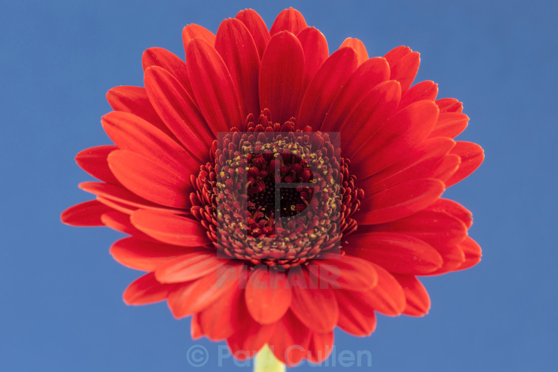 "Bright red Gerbera central on a blue background" stock image