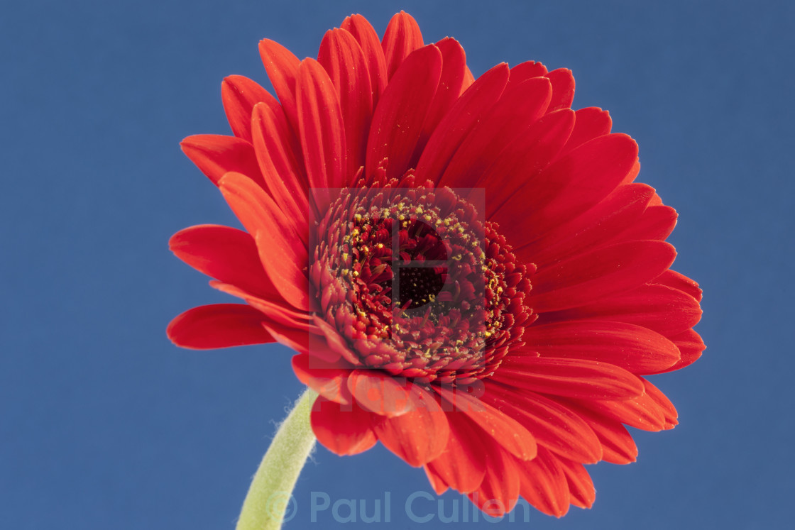 "Red Gerbera on a blue background" stock image