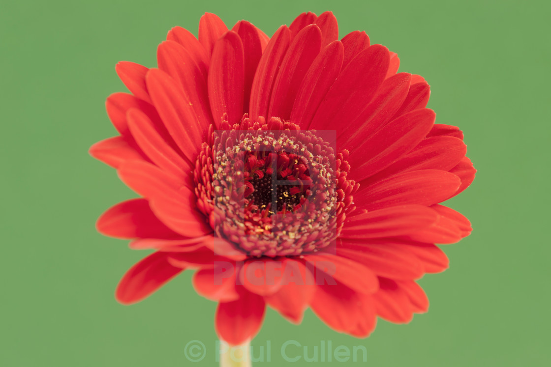 "Red Gerbera isolated onto a contrasting green background" stock image