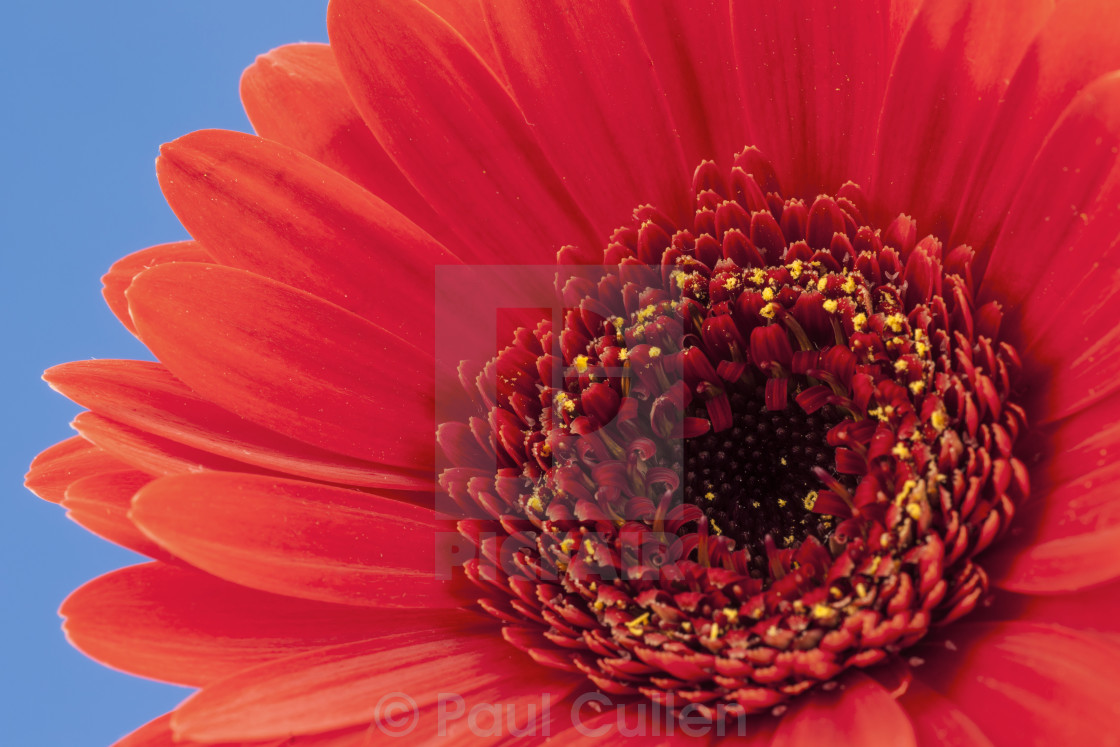 "Red Gerbera isolated on a pale blue background" stock image