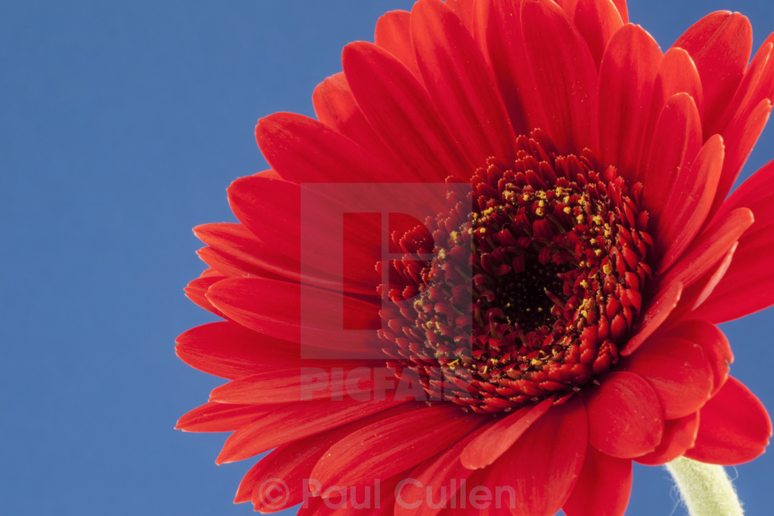 "Red Gerbera isolated on a blue background" stock image