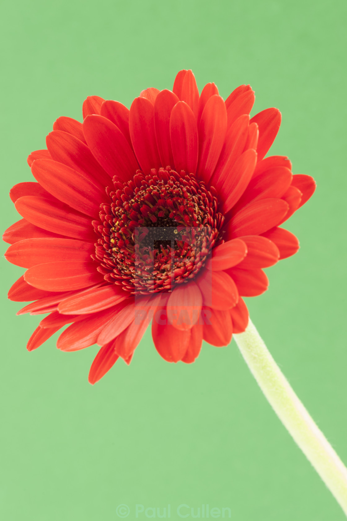 "Single red Gerbera on a green background" stock image