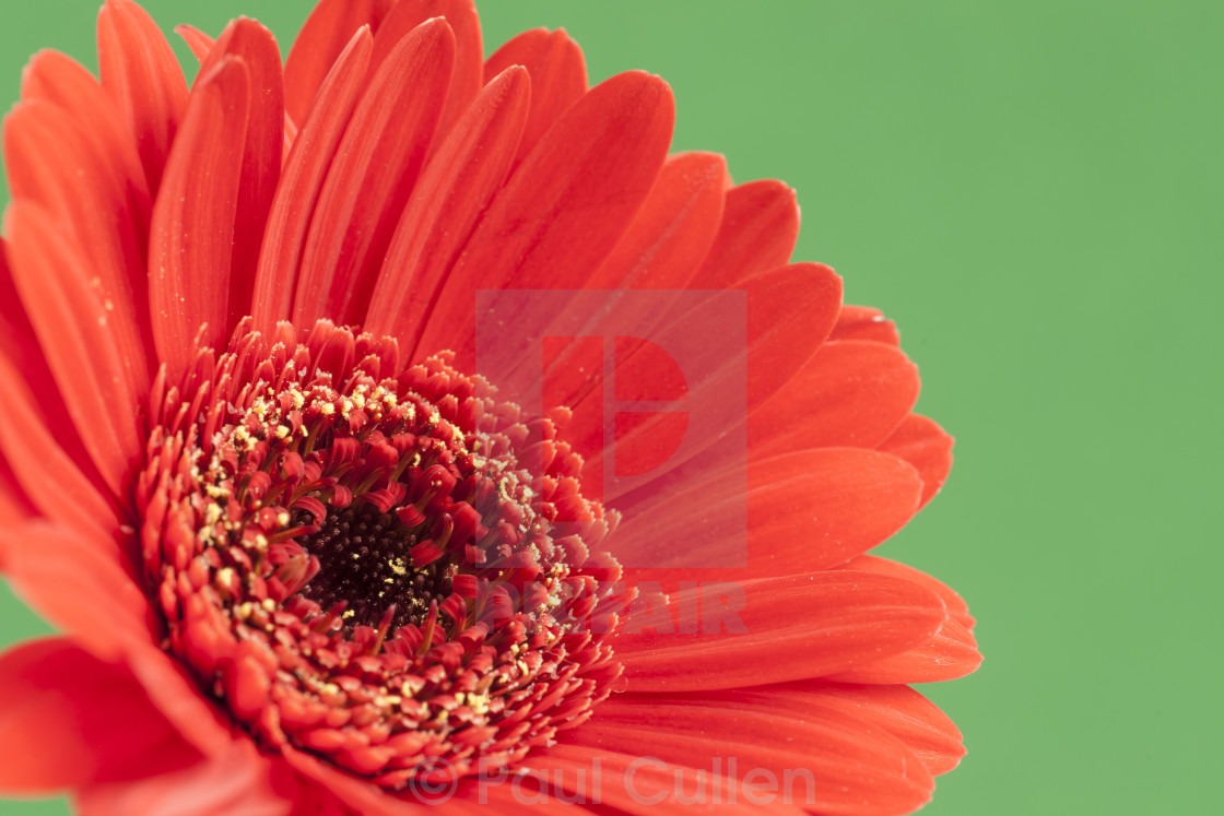 "Bright Red Gerbera on green background" stock image