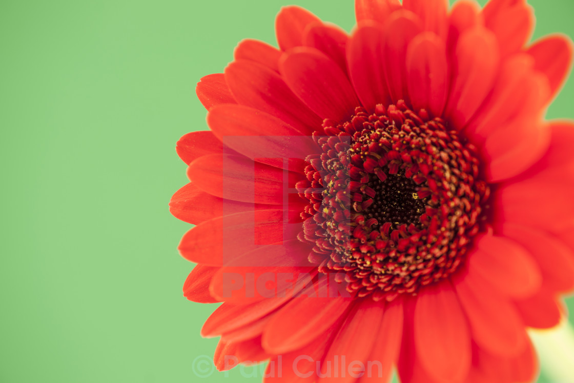 "Red Gerbera isolated on a pale green background" stock image