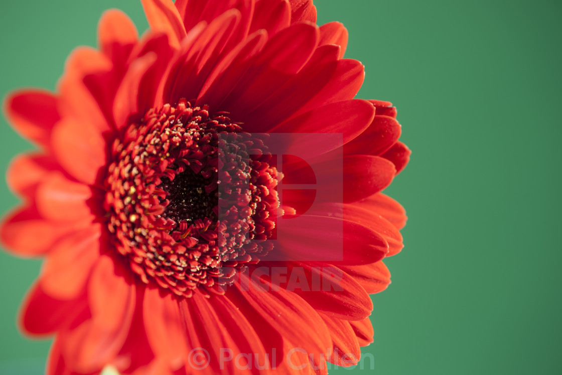 "A bright red gerbera isolated on a contrasting green background" stock image