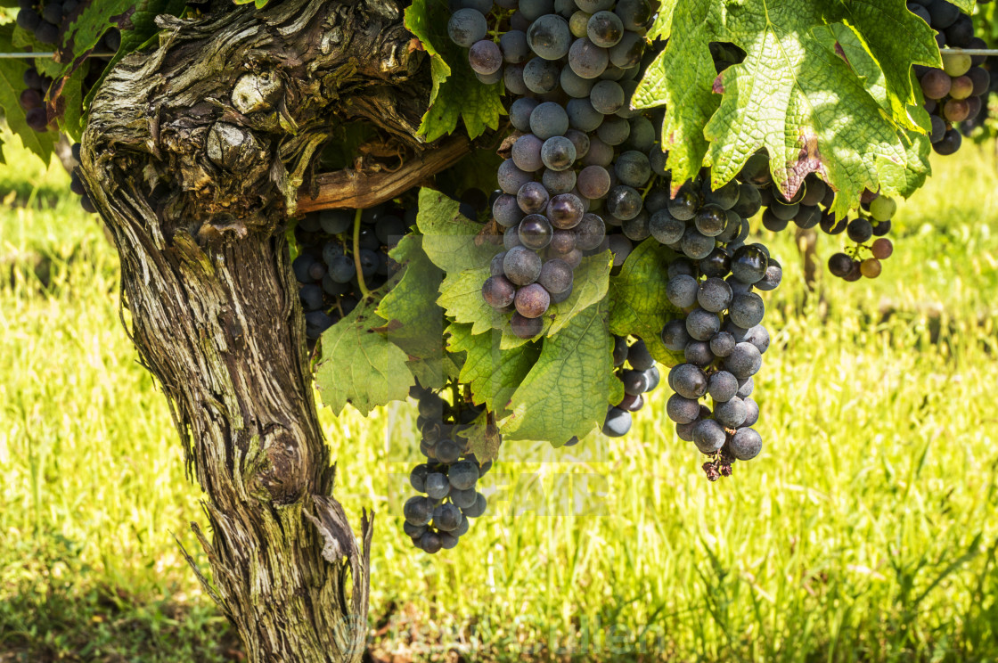 "Cote de Duras Black grapes on the vine" stock image