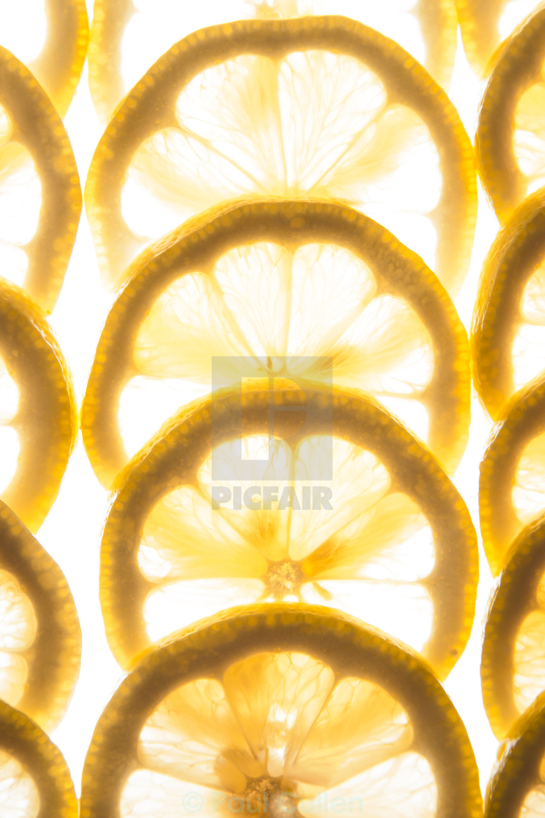 "Backlit Sliced lemons" stock image