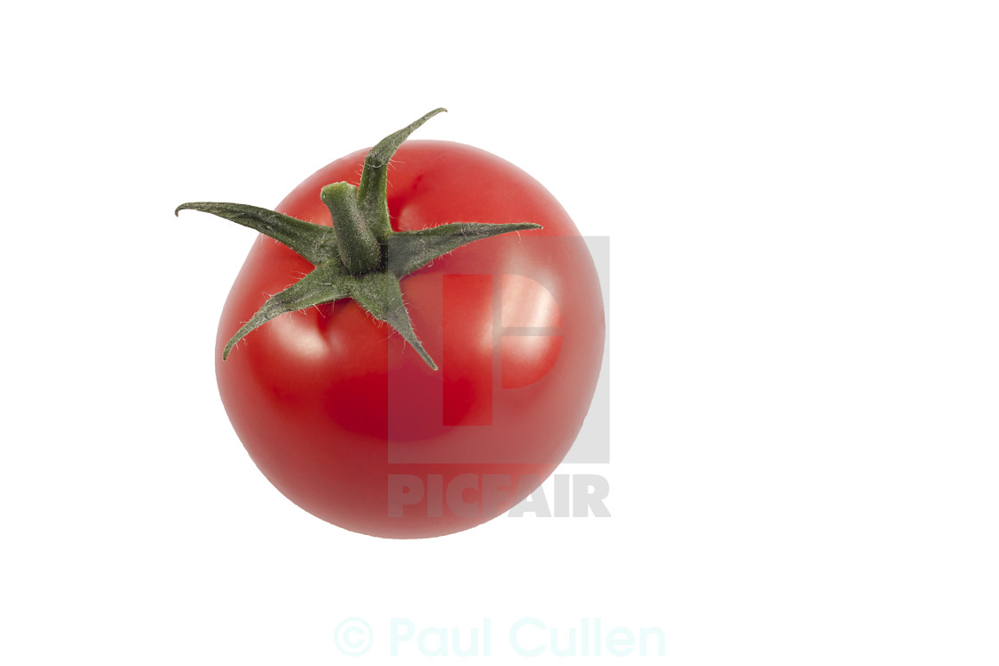 "Single whole Tomato." stock image