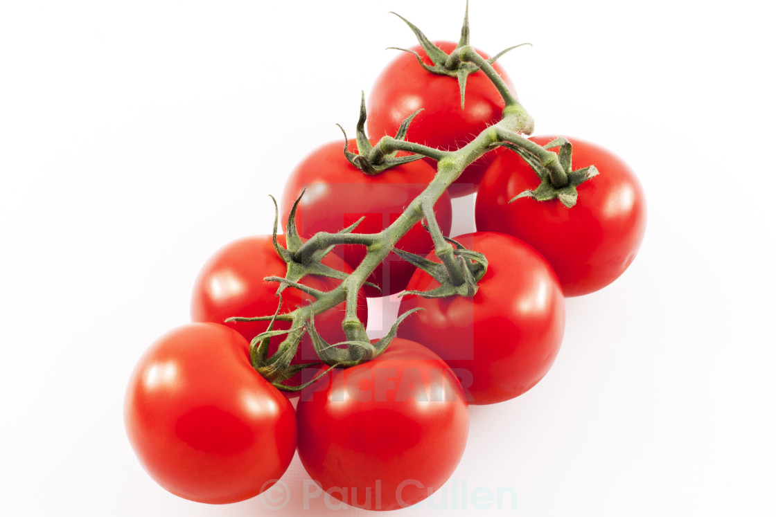 "Ripe tomatoes on the vine" stock image