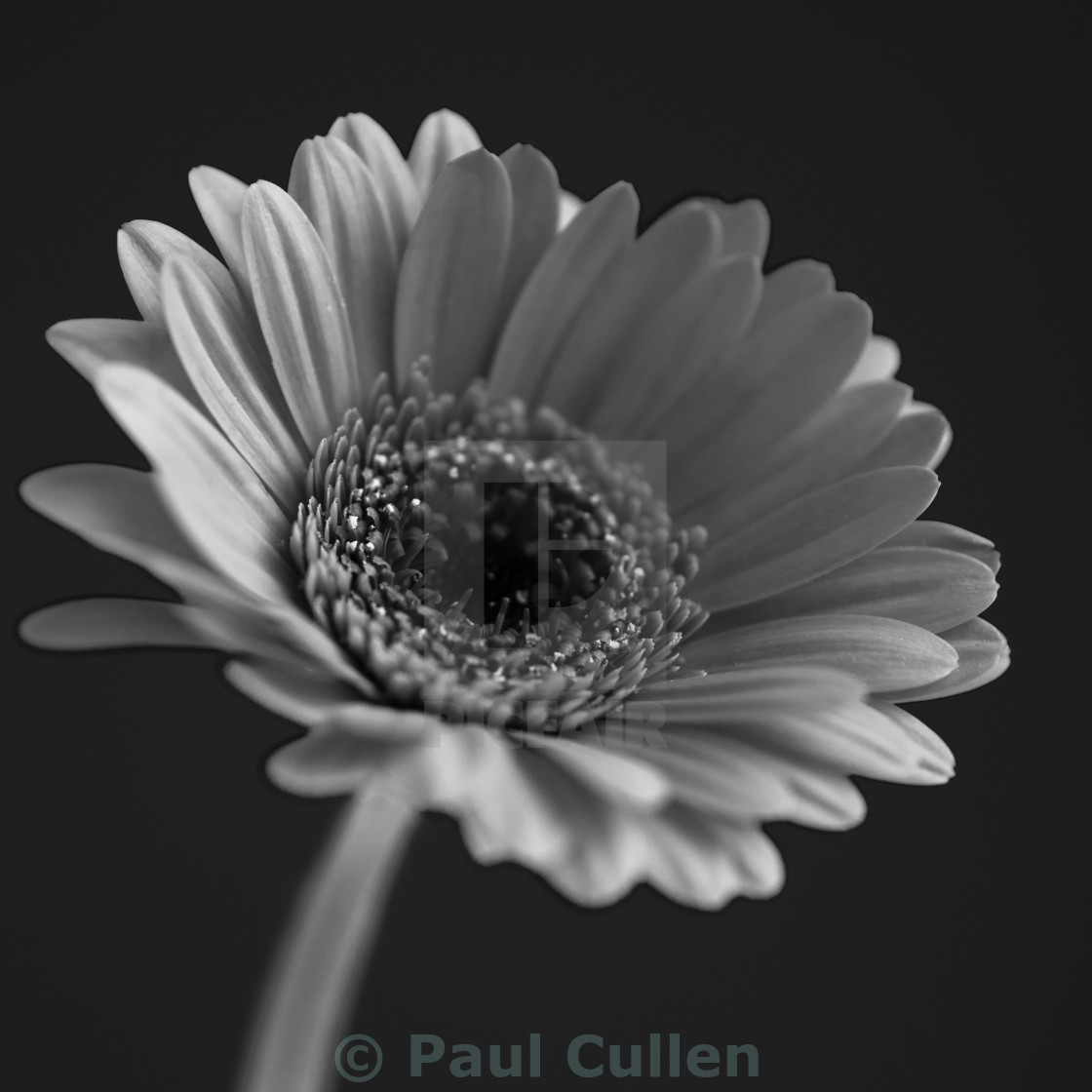 "Gerbera in Monochrome - Square format." stock image