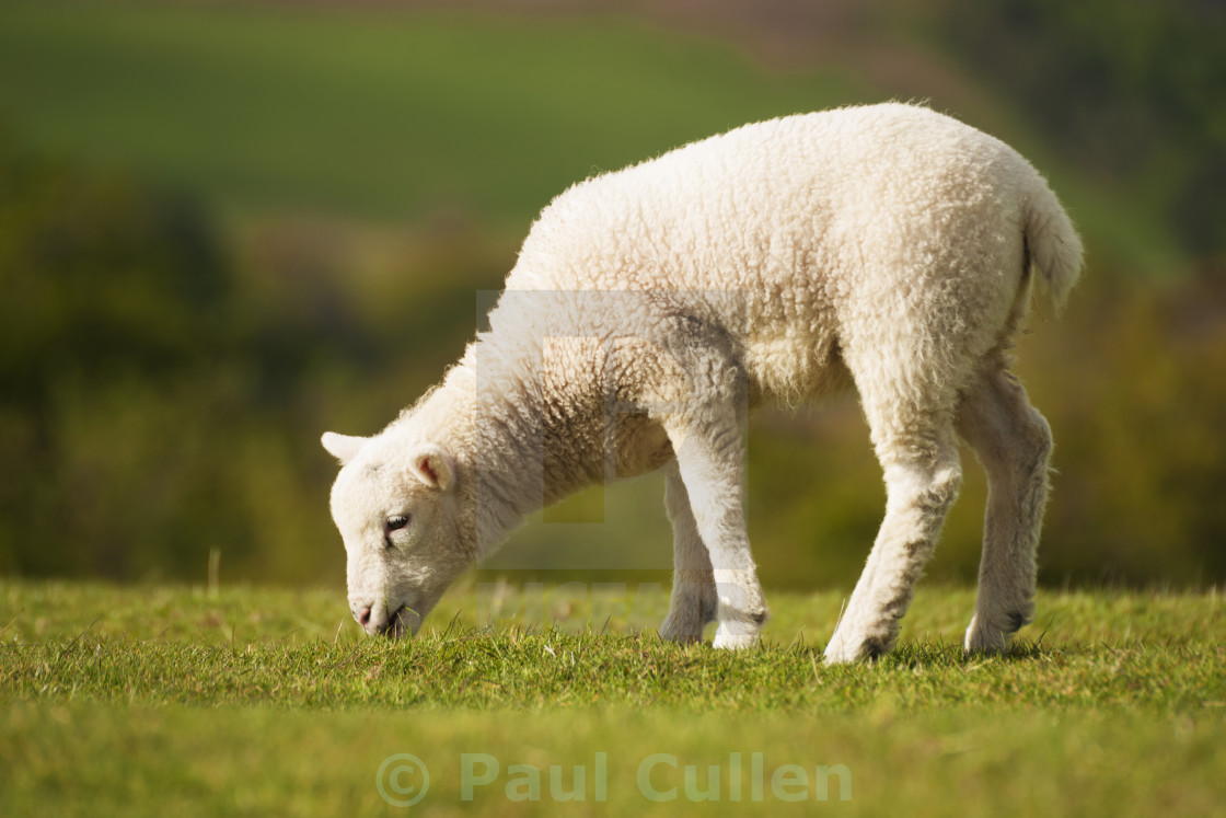 "Young Lamb grazing on fresh pasture." stock image