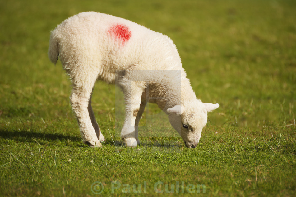 "Grazing Lamb" stock image