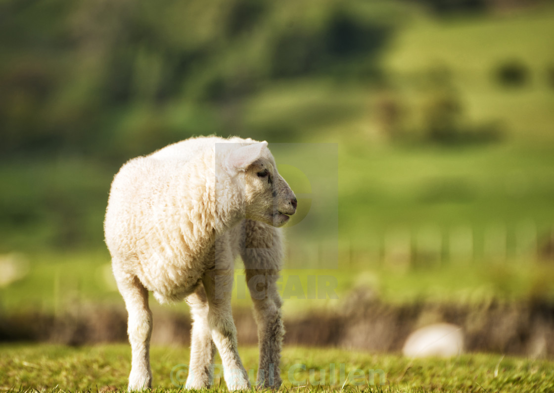 "Young Lamb in Pasture" stock image