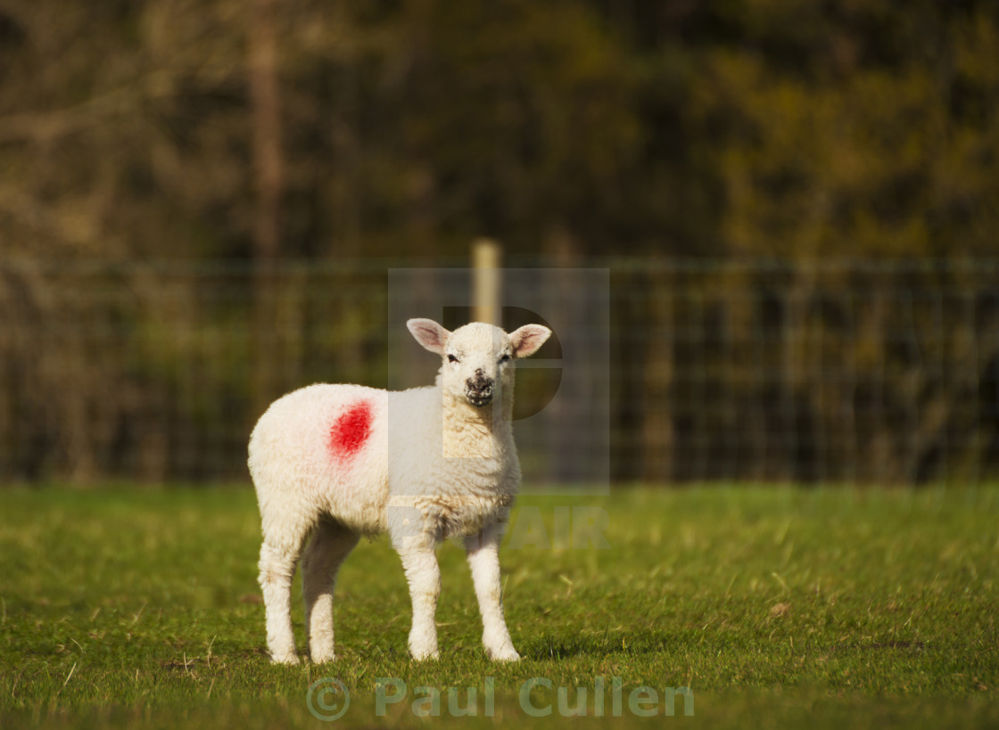 "Young Lamb" stock image