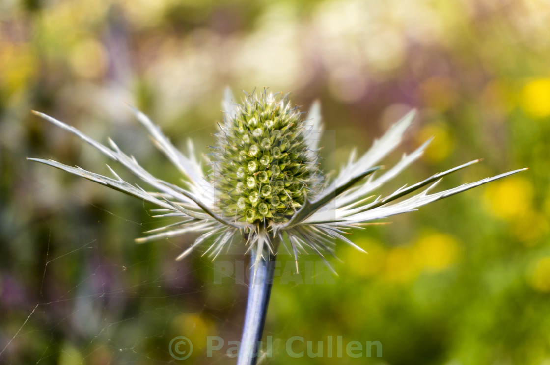 "Eryngium - Sea Holly" stock image