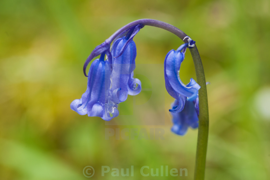 "Bluebell." stock image