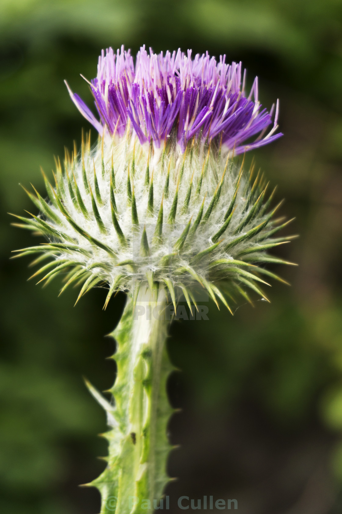 "Thistle" stock image