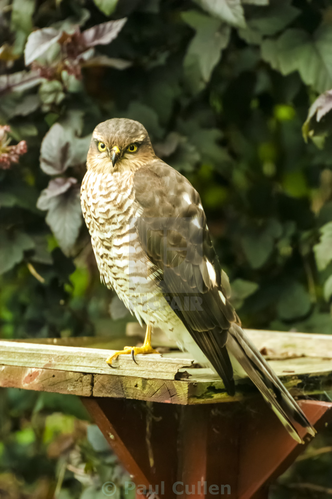 "Sparrow Hawk" stock image