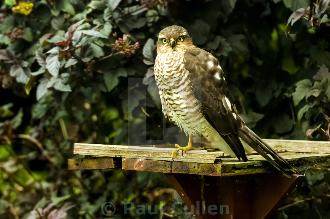 "Sparrow Hawk" stock image