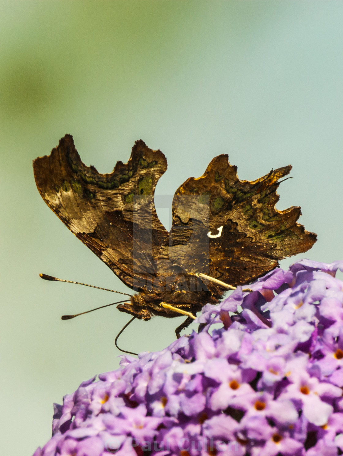 "Comma Butterfly." stock image