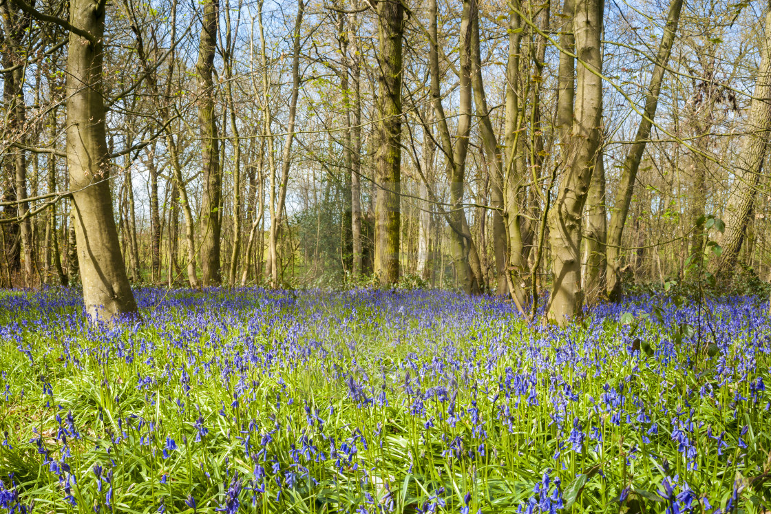 "The Bluebell wood." stock image