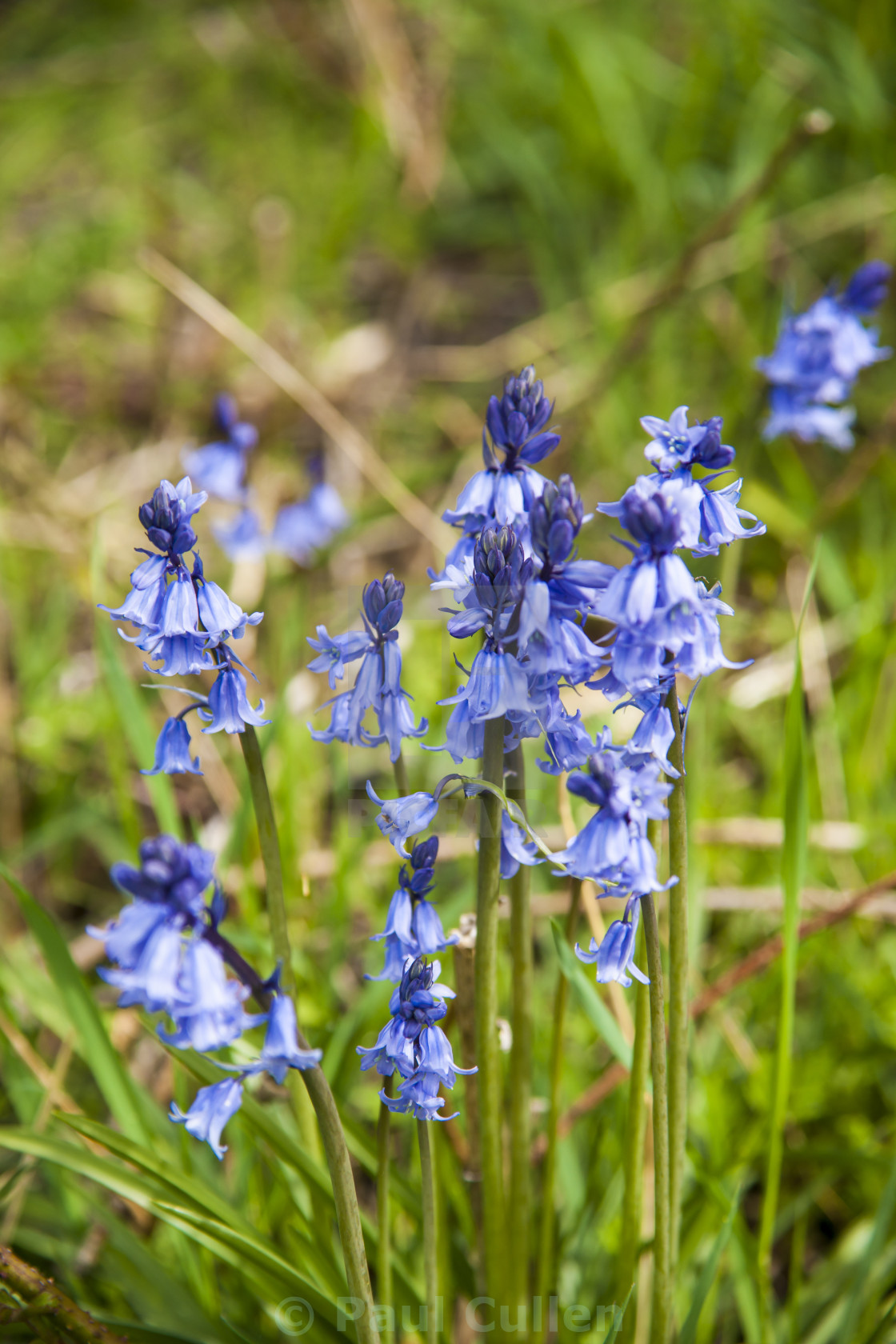 "Bluebells" stock image