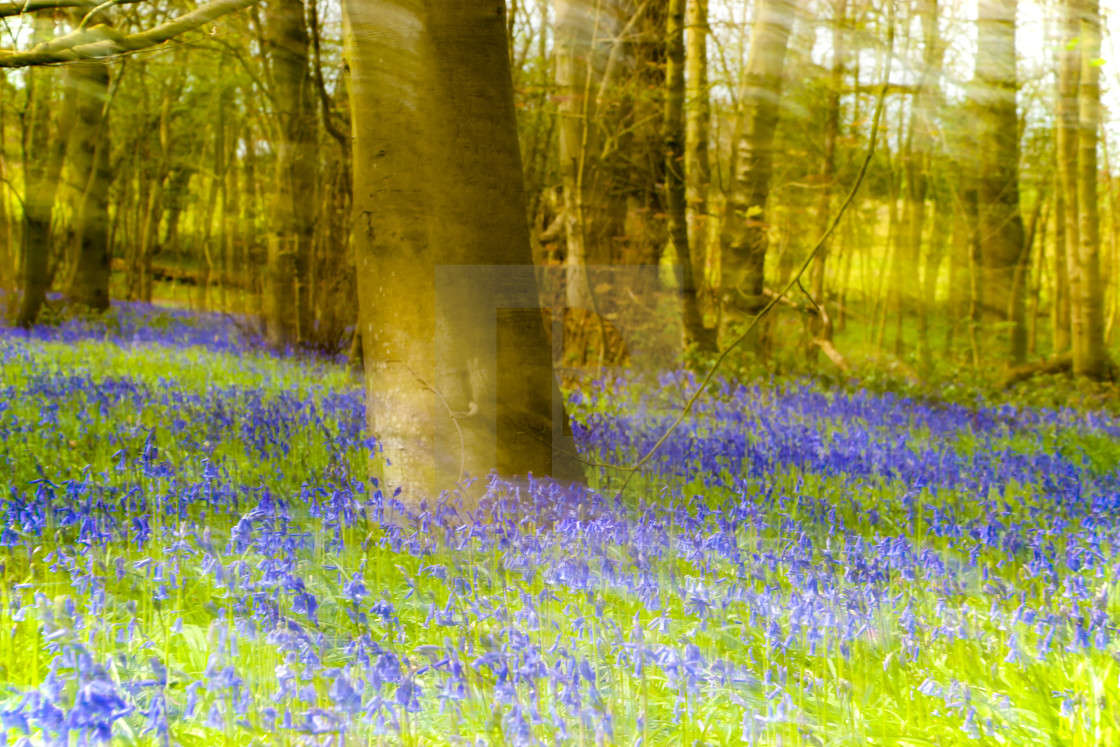 "Impressionist Bluebell wood." stock image