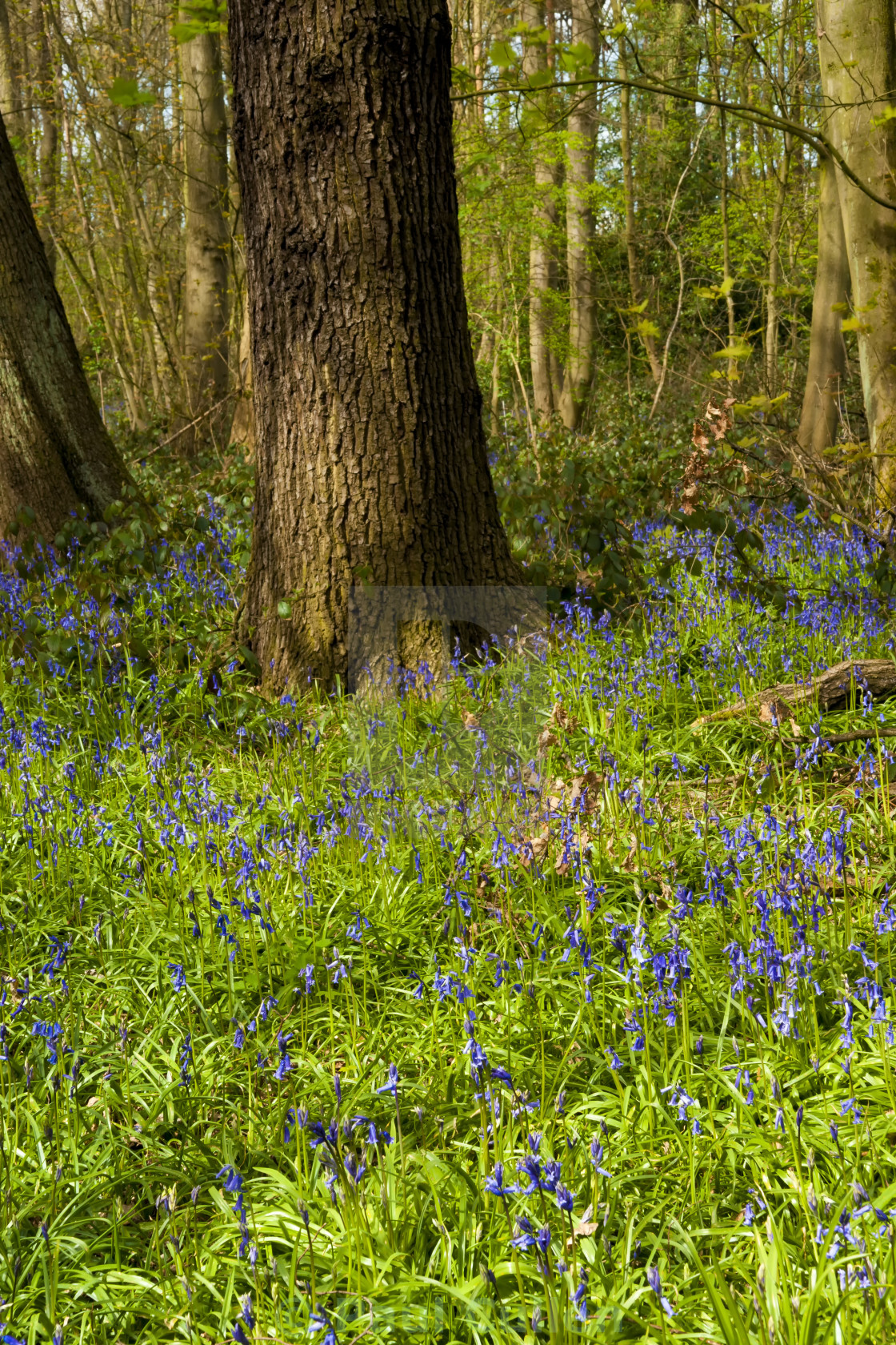 "Bluebells in spring" stock image