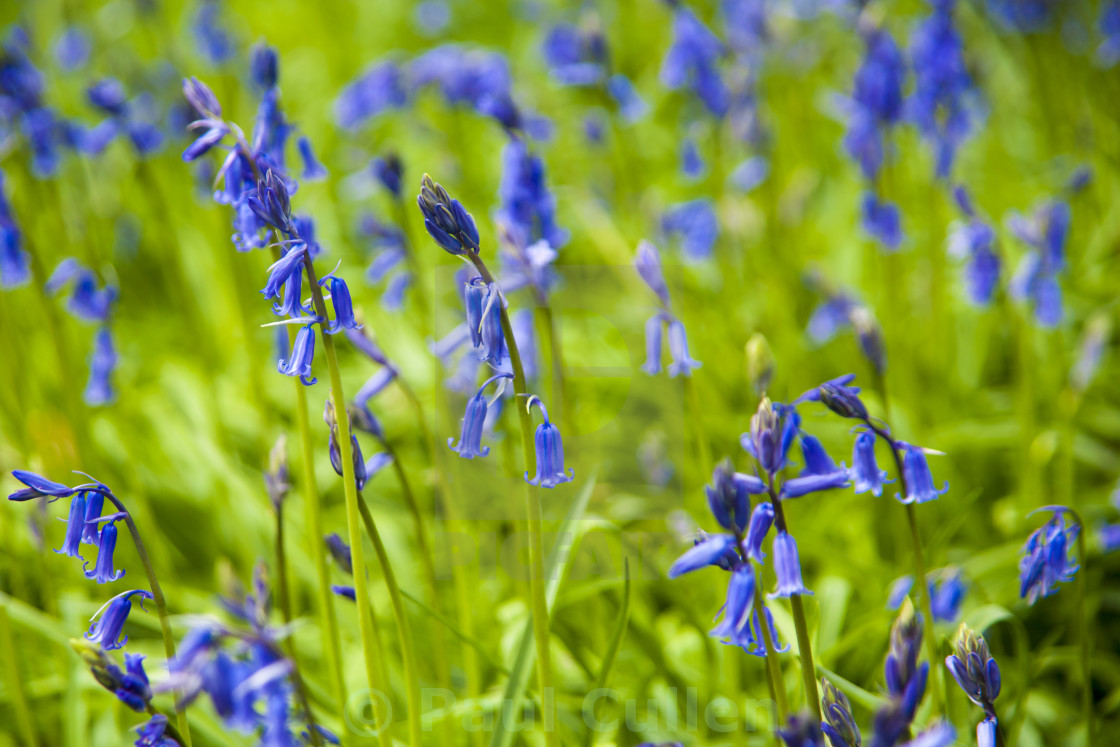 "Bluebells close-up." stock image