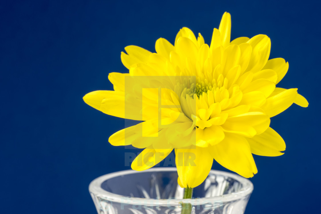 "Yellow Chrysanthemum" stock image