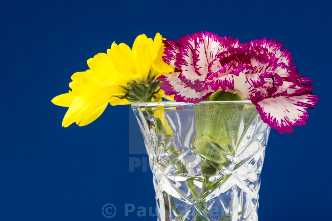 "Yellow Chrysanthemum - Pink Carnation" stock image