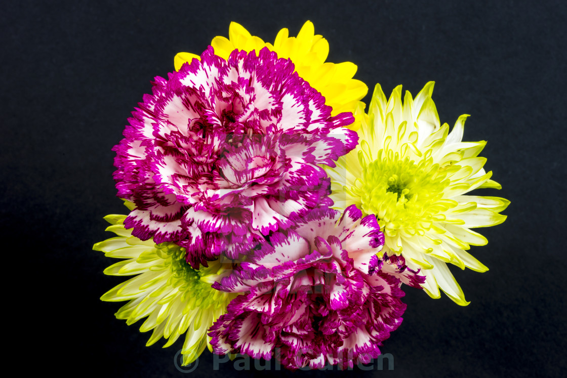 "Chrysanthemums and Carnations." stock image