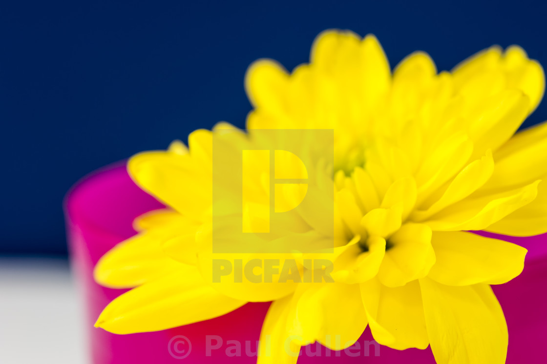 "Yellow Chrysanthemum in a Pink beaker." stock image