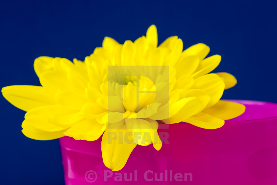 "Yellow Chrysanthemum in a Pink beaker." stock image