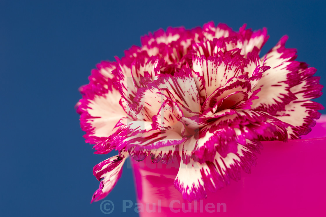 "Pink and white Carnation." stock image