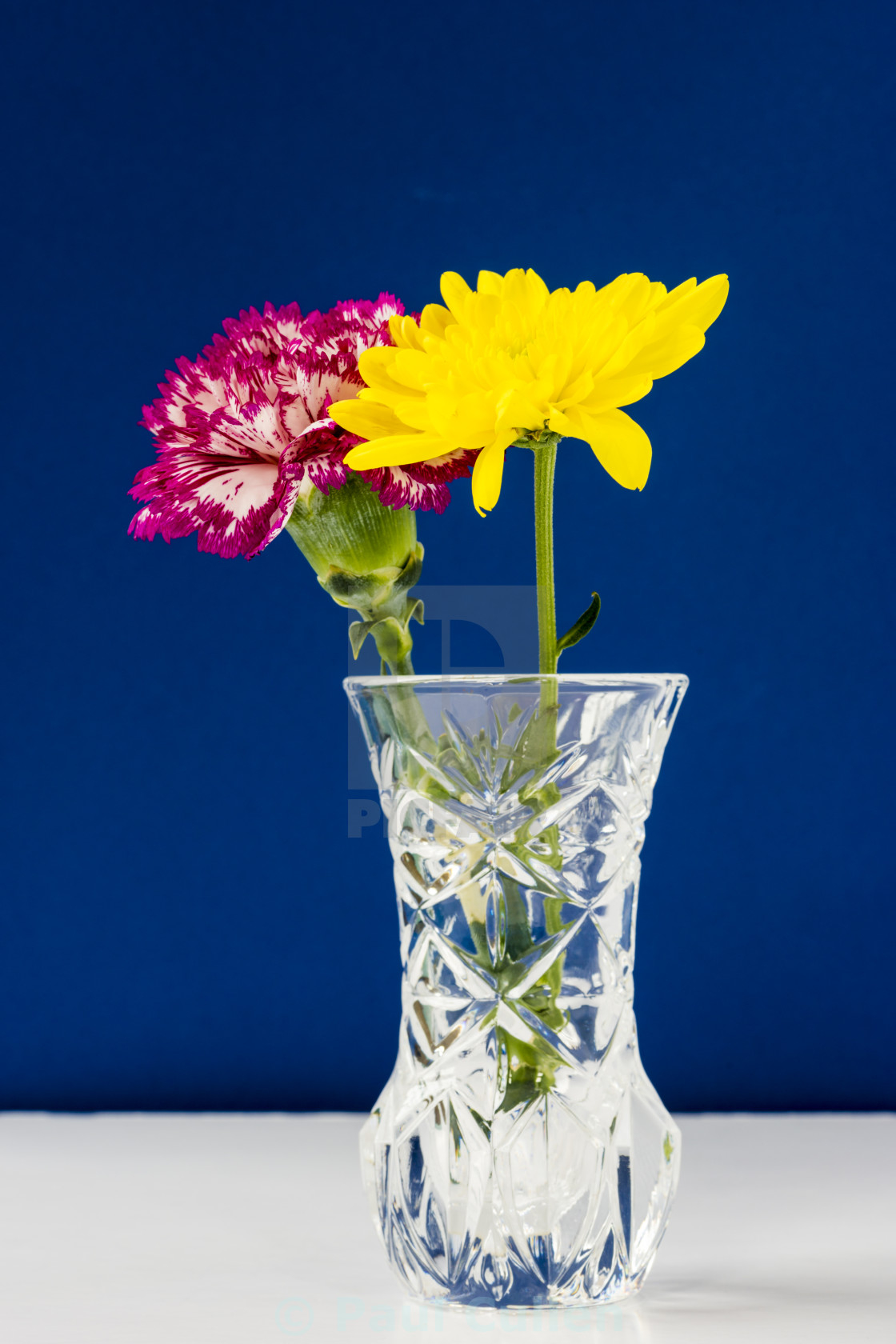 "Chrysanthemums and Carnation in a lead crysal vase on a blue bac" stock image