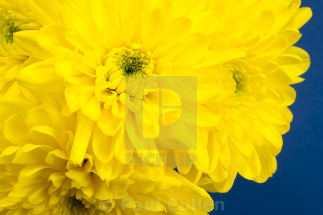 "Yellow Chrysanthemums on a blue background." stock image