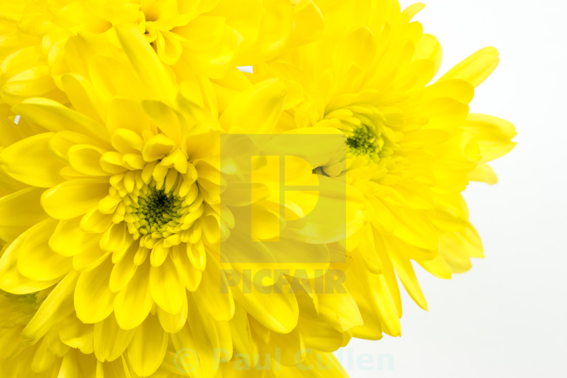 "Yellow Chrysanthemum on a white background." stock image