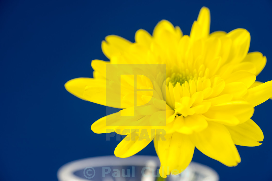 "Yellow Chrysanthemum on a blue background." stock image