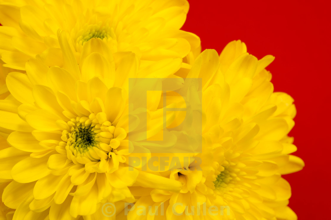 "Yellow Chrysanthemums on a red background." stock image