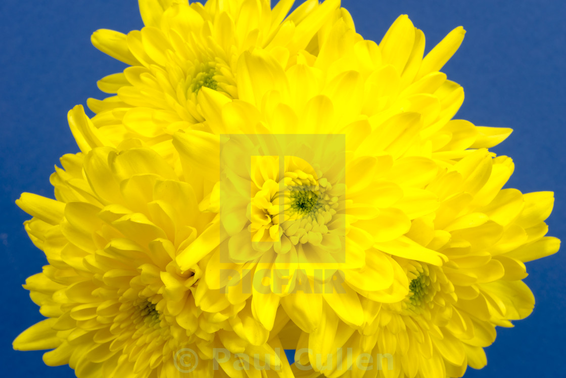 "Yellow Chrysanthemums on a blue background." stock image