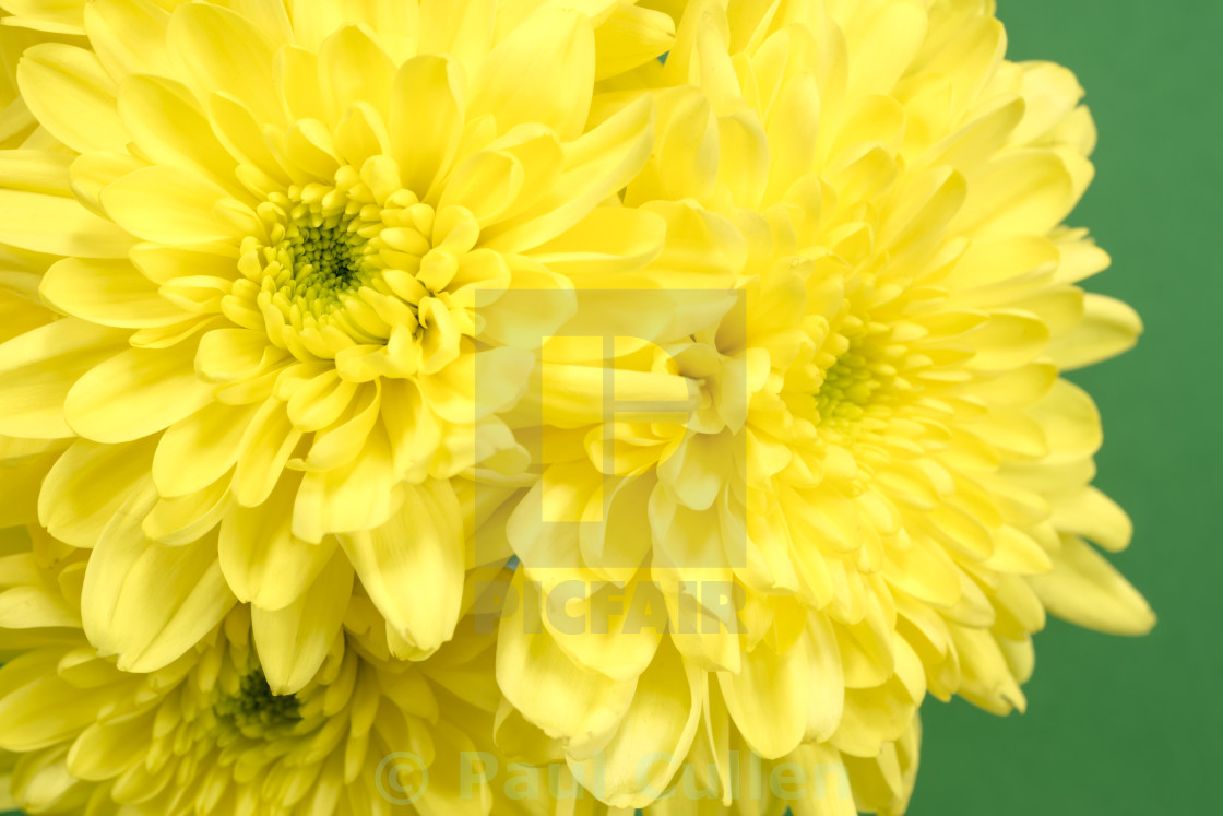 "Yellow Chrysanthemums on a green background." stock image