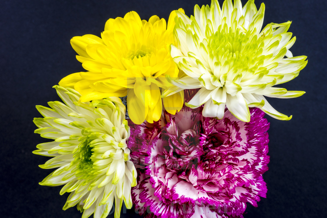 "Carnation and Chrysanthemums - aerial view on black." stock image