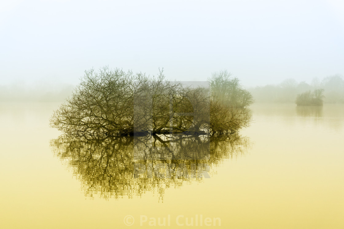 "Trees in the fog." stock image