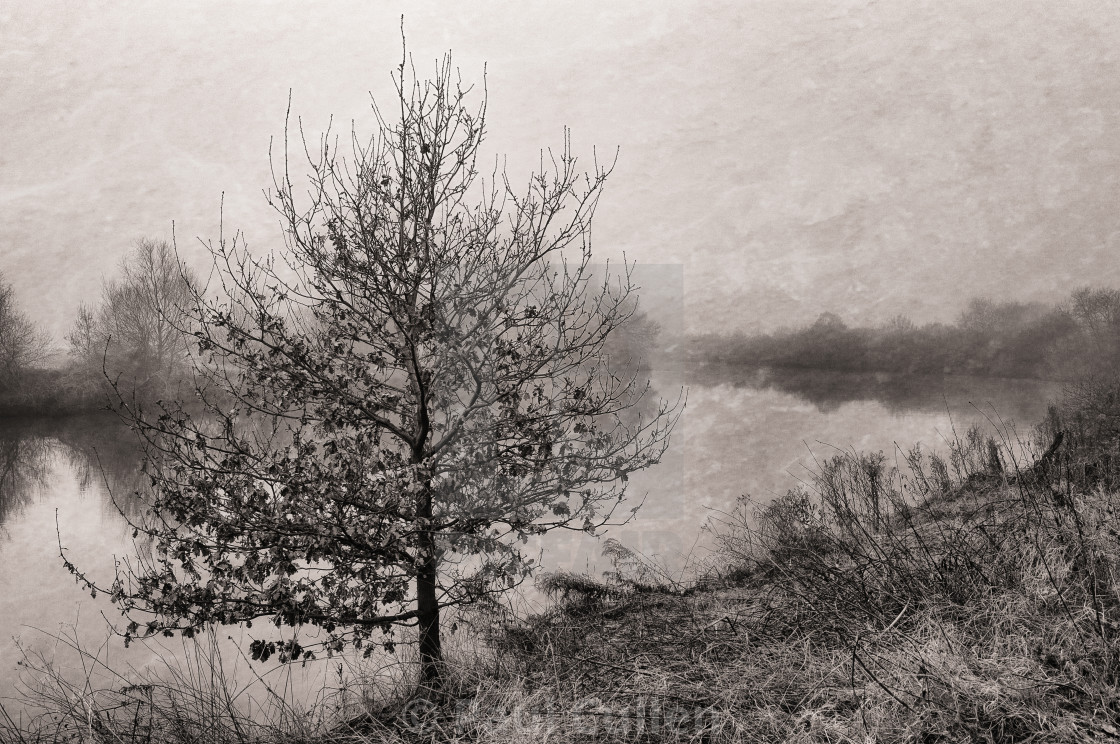 "Riverside tree in the fog." stock image