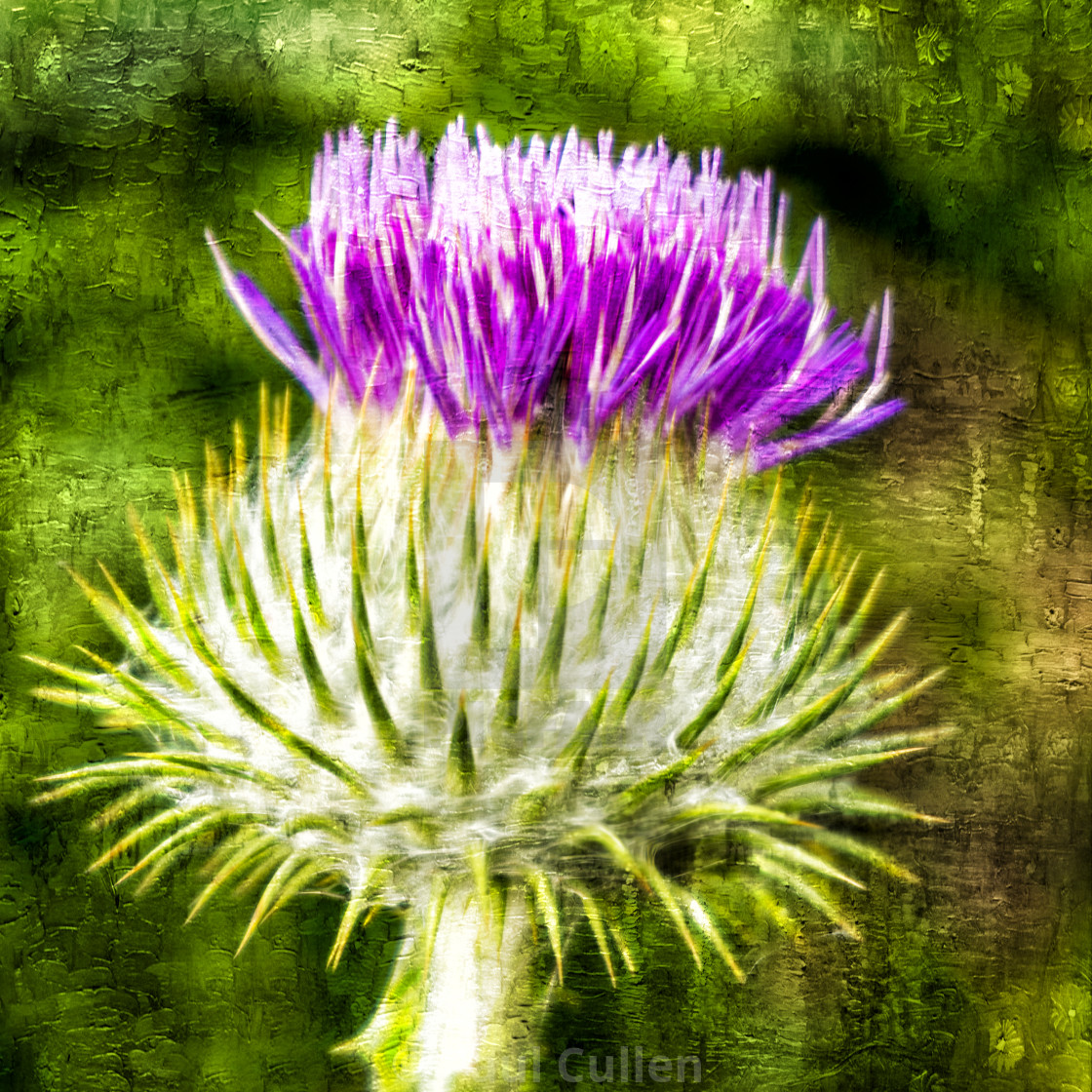 "Thistle - The flower of Scotland" stock image