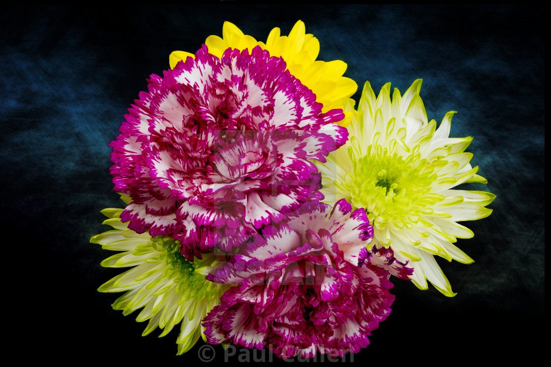 "Flowers on a blue background" stock image