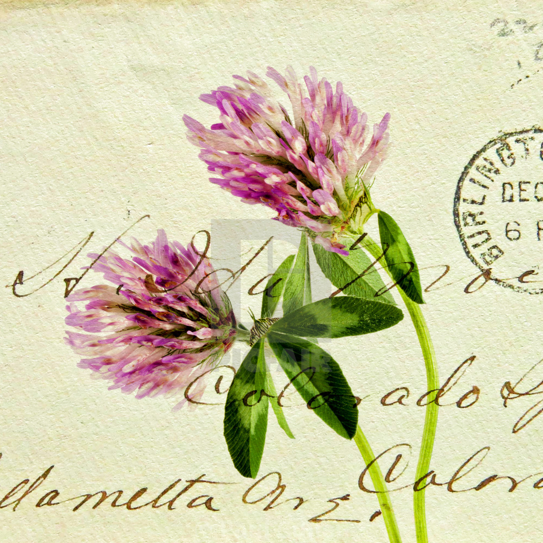 "Two Clover Flowers with Postcard Overlay." stock image