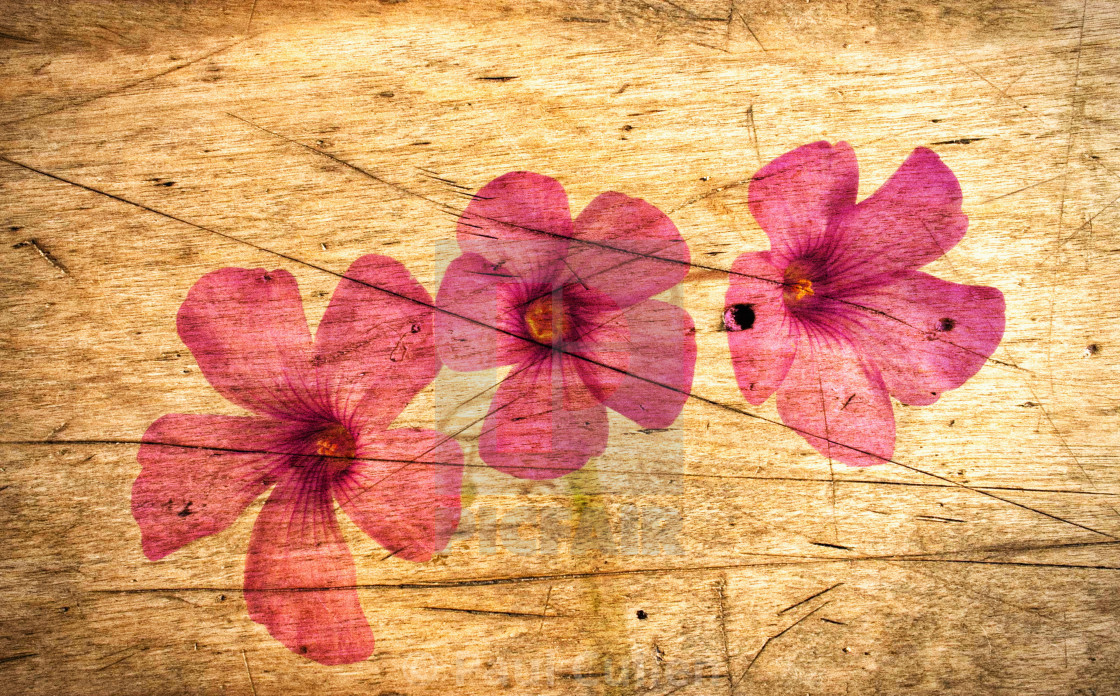 "Oxalis on a Scratched Wooden Surface." stock image