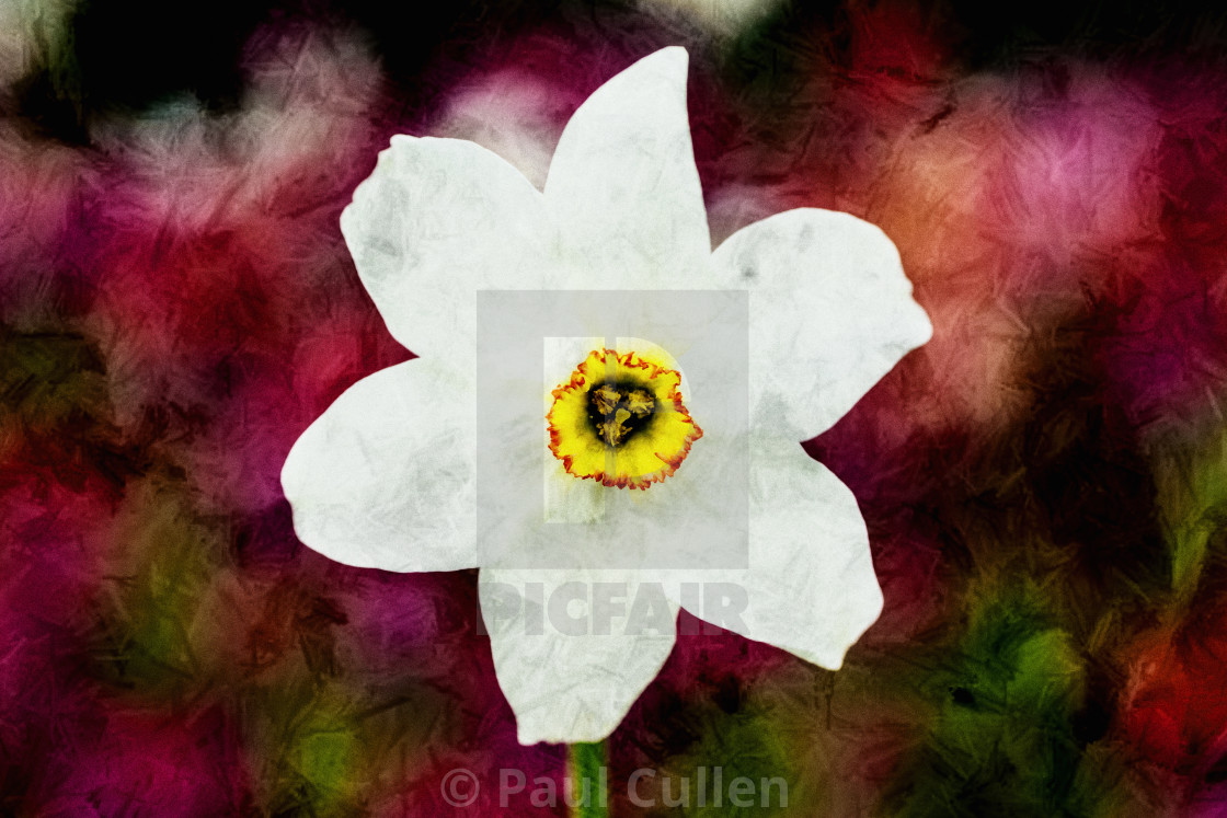 "Textured Daffodil." stock image